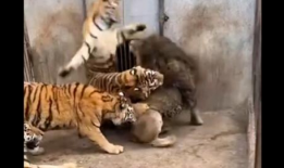 老虎的视频,揭秘野生老虎的神秘生活